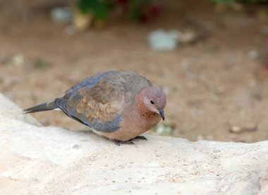 Gülen kumru (Spilopelia senegalensis) yere yakın fotoğraf kadar oturur