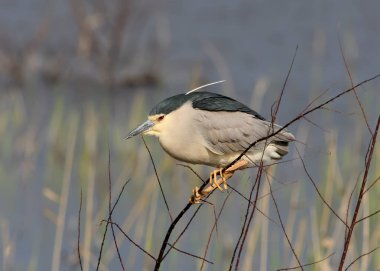Arka plan bulanık bir dalda bir yetişkin gece balıkçılı oturur