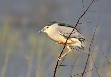 Arka plan bulanık bir dalda bir yetişkin gece balıkçılı oturur