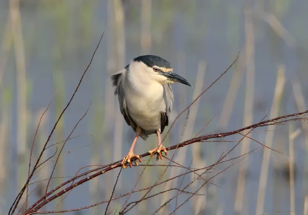 Een Erotische Nacht Reiger Een Tak Onscherpe Achtergrond Zit — Stockfoto