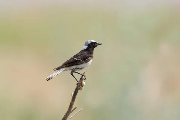 Der Säbelschnäbler Oenanthe Pleschanka Wird Auf Einem Dünnen Ast Auf — Stockfoto