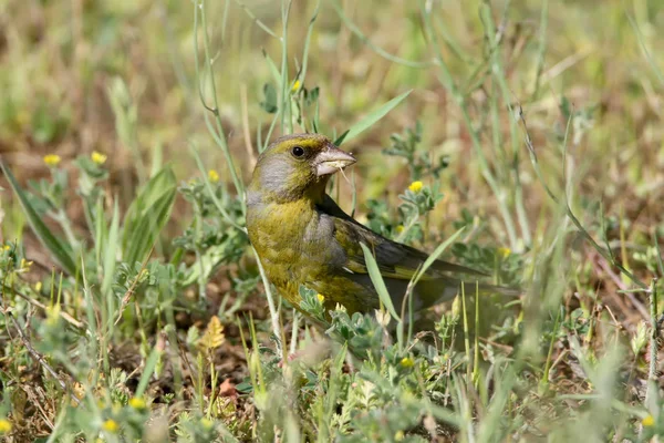 Ein Grünfinkenmännchen Sitzt Auf Dem Boden Und Frisst Ein Grünes — Stockfoto