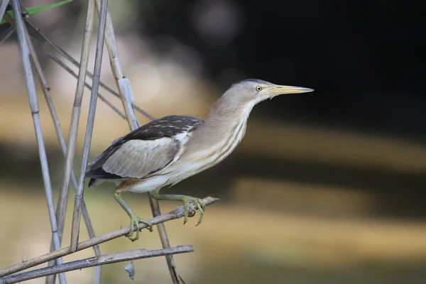 Female Little Bittern Sits Branch Water Stock Picture