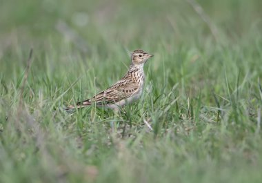 Avrasya skylark (Alauda arvensis) yeşil çimenlerin üzerinde yere oturur 