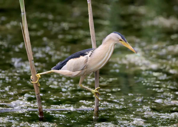 Petit Butor Mâle Prêt Attaquer Une Proie Branche Roseau — Photo