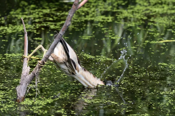 Vrouwelijke Woudaap Prooi Het Water Vallen Door Het Verhogen Van — Stockfoto