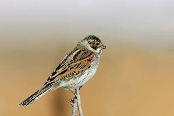 Very Close Photo Reed Bunting Sits Branch Nice Blurred Background — Stock Photo, Image