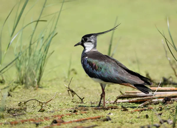Doğal yaşam yeşil su çim üzerinde bir lapwings duruyor