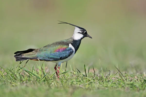 Northern Lapwing Vanellus Vanellus Stands Ground Blurred Green Background Close — Stock Photo, Image