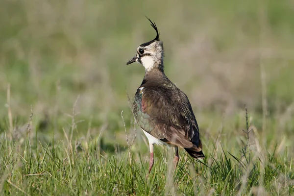 Der Kiebitz Vanellus Vanellus Steht Auf Dem Boden Vor Verschwommenem — Stockfoto