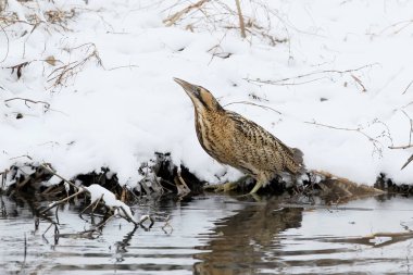 Avrasya büyük Balaban su karlı kıyısında duruyor