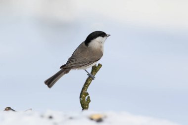 Marsh baştankara (Poecile palustris) kar üzerinde oturur ve kameraya benziyor