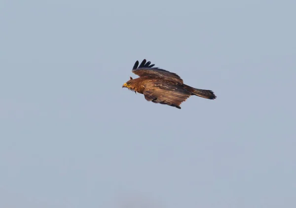 Buzzard Comum Com Penas Desgrenhadas Voo — Fotografia de Stock