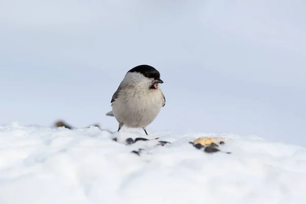 Mésange Marécageuse Palustris Poecile Est Assise Sur Neige Regarde Caméra — Photo