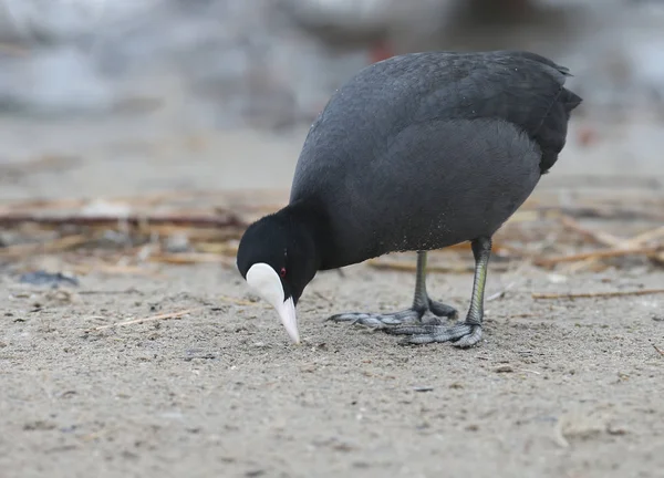 Very Close Photo Adult Eurasian Coot Stands Sand Loojing Food — Stock Photo, Image