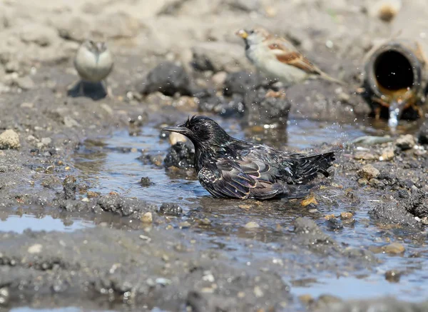 Een Spreeuw Baadt Een Plas Water Buurt Van Pijp — Stockfoto