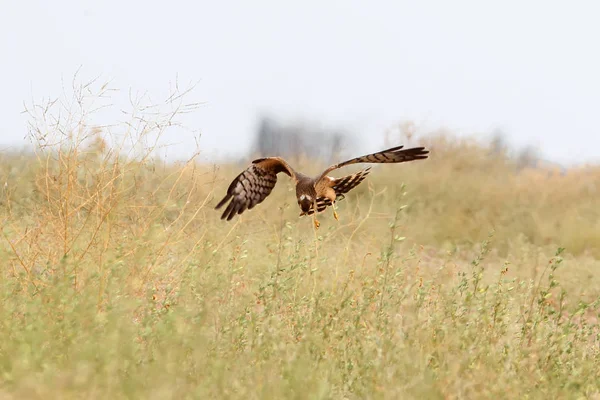 Die Wiesenweihe Circus Cyaneus Auf Fliegenjagd — Stockfoto