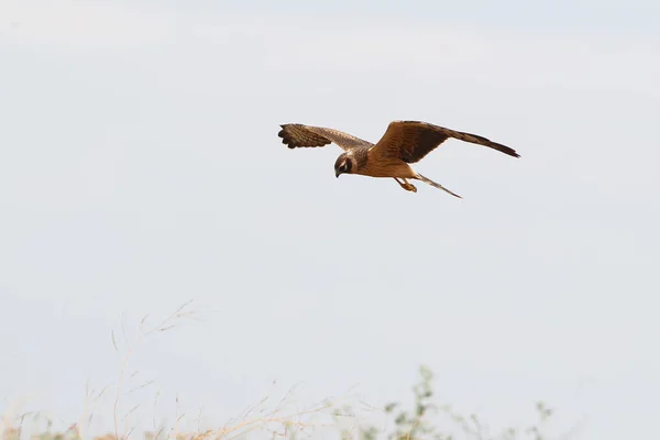 Harrier Galinha Circus Cyaneus Uma Caça Mosca — Fotografia de Stock