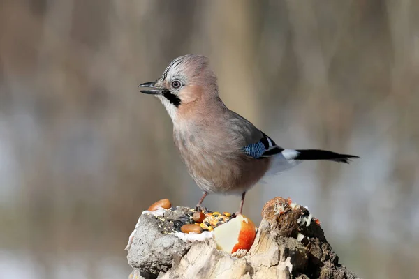 Gros Plan Portrait Geai Eurasien Sur Fond Flou Détail Plumage — Photo