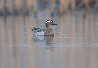 Yetişkin erkek Çıkrıkçın suda yüzen ve güneş doğmadan önce zamanında kameraya benziyor