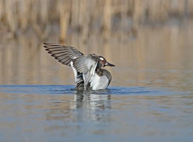 Suda ıslatın ve açık geniş kanatları ve yansıma bir erkek Çıkrıkçın banyoları