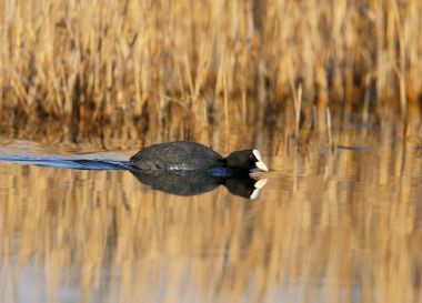 Erkek Avrasya Sakarmeke su dişi Çiftleşme sırasında kovalayan.