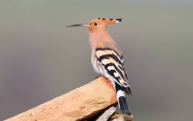 Bir tuğla bulanık bir arka plan üzerinde oturan bir ibibik fotoğrafı yakın çekim.