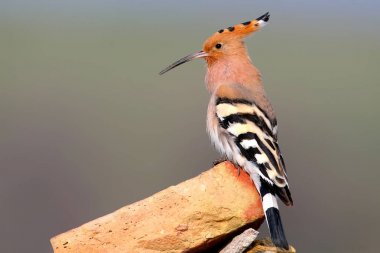 Bir tuğla bulanık bir arka plan üzerinde oturan bir akan ibibik fotoğrafı yakın çekim.