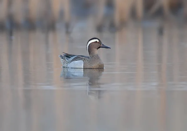 Garganey Masculino Adulto Flutua Água Olha Para Câmera Tempo Antes — Fotografia de Stock