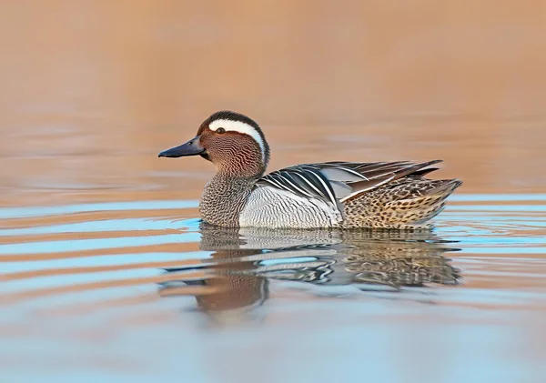 Hombre Adulto Garganey Flota Agua Mira Cámara Tiempo Antes Salida —  Fotos de Stock