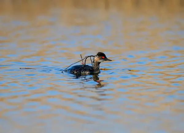 Schwarzhalstaucher Schwimmt Mit Gebrochenem Ast Auf Dem Rücken Wasser — Stockfoto