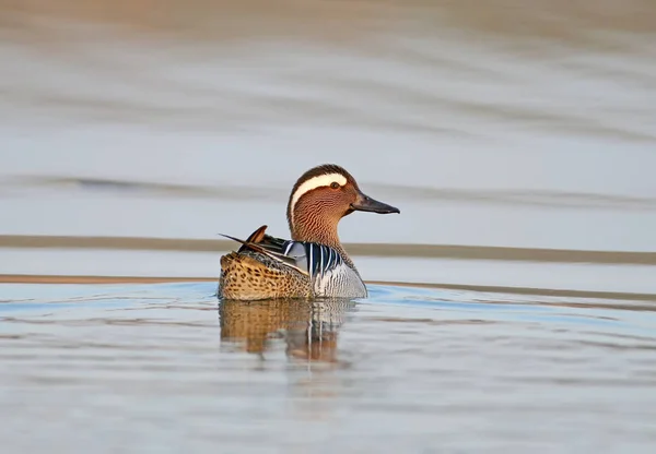 Adulto Garganey Masculino Flutua Água Olha Para Câmera Volta — Fotografia de Stock