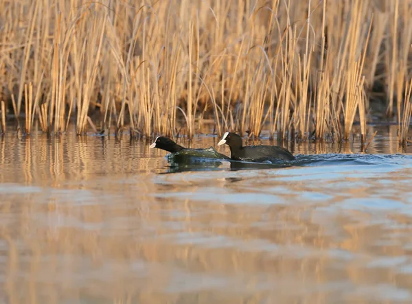 The male Eurasian coot chases the female in the water during the breeding season