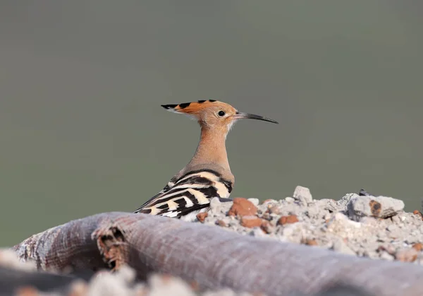 Ein Wiedehopf Sitzt Auf Einem Haufen Bauschutt Die Vögel Beschlossen — Stockfoto