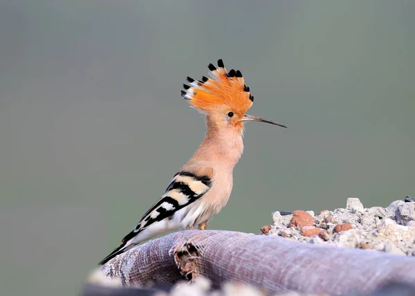 One hoopoe is sitting on a pile of construction debris, where the birds decided to arrange a nest