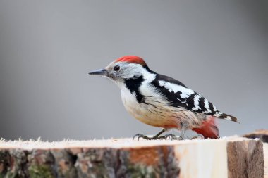 Bir erkek orta benekli ağaçkakan fotoğrafı yakından ormanının kütüğe oturur ve bir domuz yağı yiyor