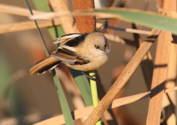 Gros Plan Photo Jeune Seins Barbus Assis Sur Une Branche — Photo