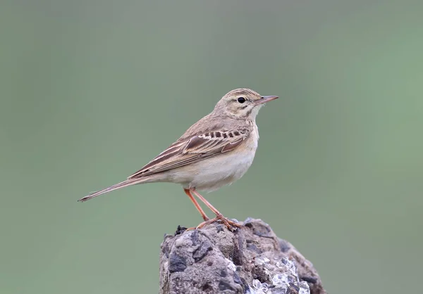 Bliska Szczegółowe Zdjęcie Świergotek Anthus Campestris Siedzi Skale Zielonym Tle — Zdjęcie stockowe