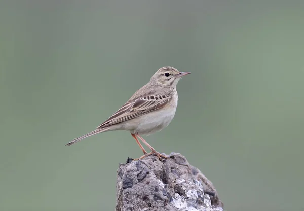 Bliska Szczegółowe Zdjęcie Świergotek Anthus Campestris Siedzi Skale Zielonym Tle — Zdjęcie stockowe