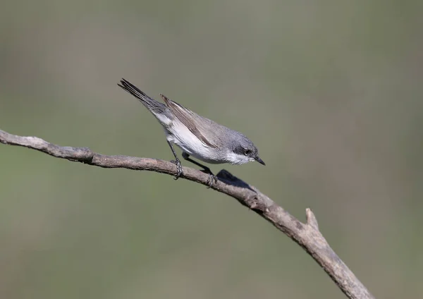 Lesser Whitethroat Sylvia Curruca Sits Branch Looks Camera Bird Isolated — Stock Photo, Image