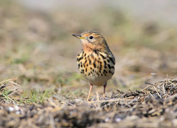 Red Throated Pipit Anthus Cervinus Female Sits Ground Grass Looks — Stock Photo, Image