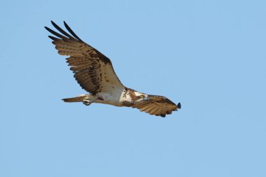 Mavi gökyüzüne karşı tamamen açık kanatlı bir sorguç uçar