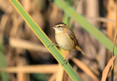 Kındıra kamışçını (Acrocephalus schoenobaenus) bir kamış yumuşak sabah ışık oturur. Yakın çekim ve detaylı fotoğraf