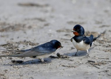 İki kırlangıcı nehir kıyısında inşa malzemesi gelecekteki bir yuva için toplar. Kadar yakın ve ayrıntılı fotoğraf