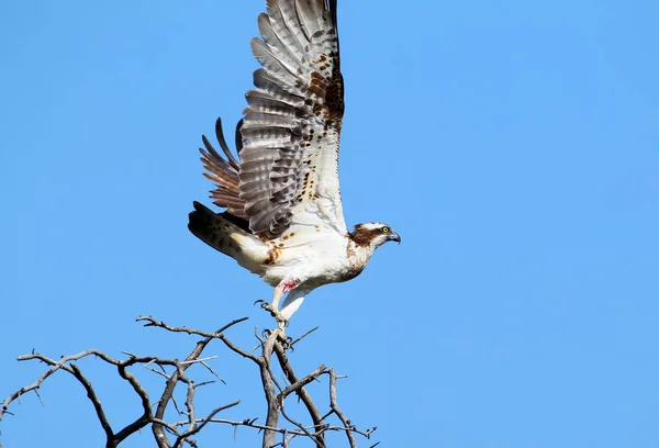 Osprey Com Perna Danificada Tira Árvore Com Asas Abertas Largas — Fotografia de Stock