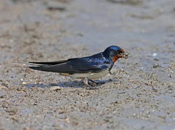 Barn Swallow Collects River Bank Building Material Future Nest Close — Stock Photo, Image