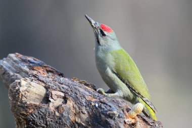 Çok yakın bir erkek gri ağaçkakan portresi kadar klasik