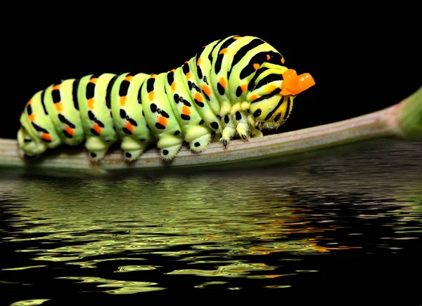 Caterpillar Fjäril Mahaon Med Kråka Närbild Svart Bakgrund Med Reflektion — Stockfoto
