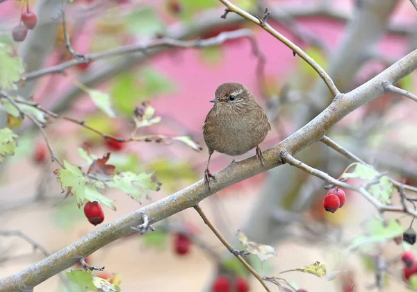 Wren Eurasiático Troglodytes Troglodytes Filmado Ramas Arbusto Espino Con Bayas —  Fotos de Stock