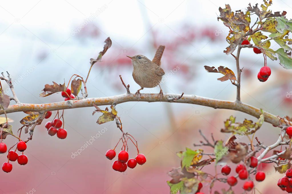 The Eurasian wren (Troglodytes troglodytes) filmed on branches of a hawthorn bush with red berries